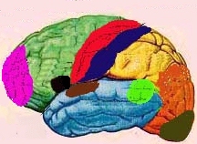 Funções Especializadas do Córtex Cerebral