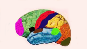Funções Especializadas do Córtex Cerebral